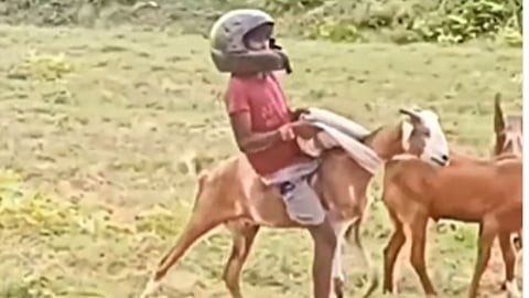 boy riding goat with helmet viral video