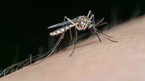 Mosquito 