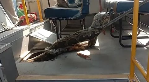 Viral Video: शाळेच्या बसमध्ये महाकाय अजगर! दोन तासांच्या प्रयत्नानंतर केली सुटका