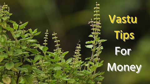 Vastu Tips For Plant