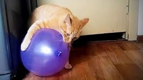 Cats Viral Video 