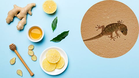 Lizard Home Remedy