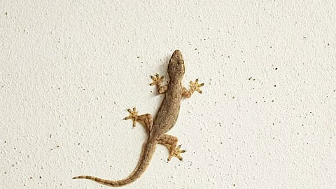 Lizard Home Remedy 