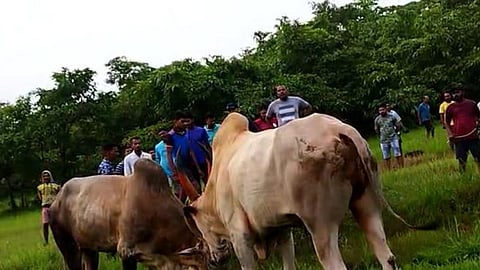 Dhiryo In Goa
