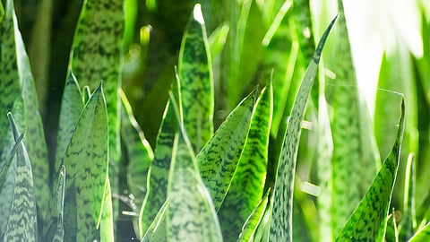 Feng Shui Plants