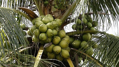 Goa Agriculture
