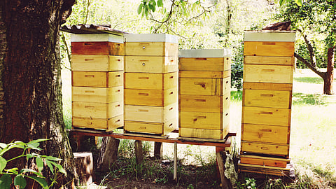Goa News | Bee