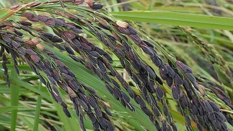 Manipuri Black Rice