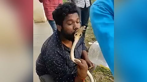 Youth Kissed KIng Cobra 