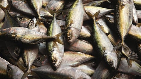 Goa News | Fish Market 