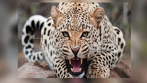 Leopard attack