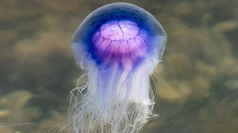 Goa Beach Jellyfish | Goa News 