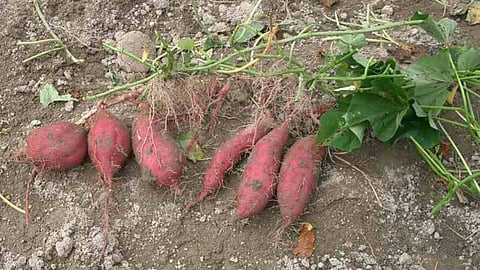 expensive due tubers Effect rain damage crop