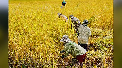 rice harvest