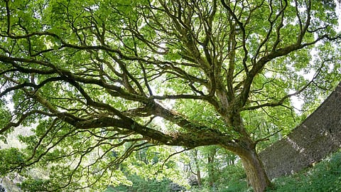 Governor P S Sreedharan Pillai  visits 200-yr-old sacred tree at Pirna