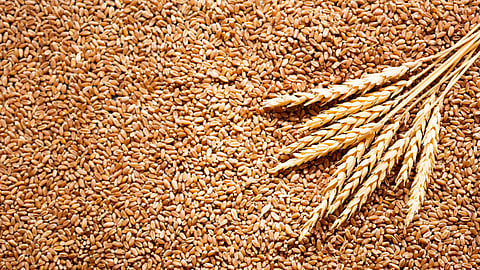 Goa | Grain Theft