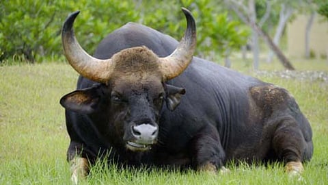 Bison | File Photo