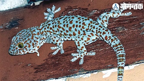 Tokay gecko Lizard  