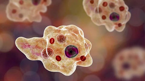Brain Eating Amoeba