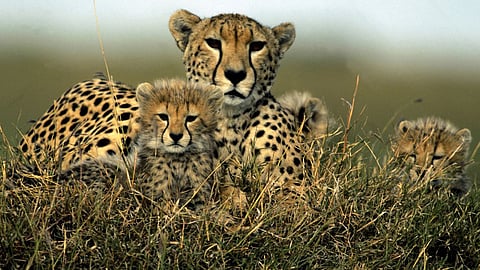 Cheetahs Death
