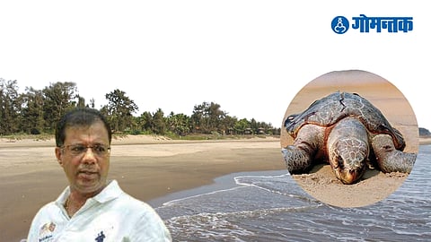 Olive Ridley Turtle | Olive Ridley Sea Turtle