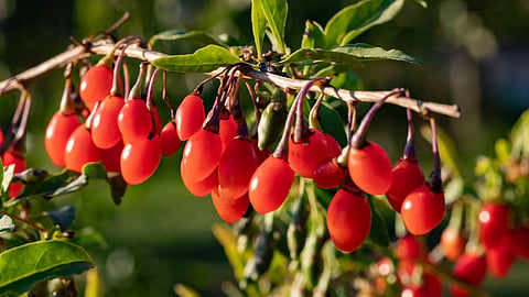 Goji Berries Benefits: