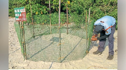 Turtle Center