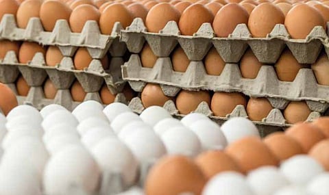 Egg Shortage In Maharashtra