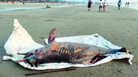 Dolphin Death