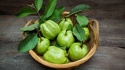 Guava Benefits in Winter
