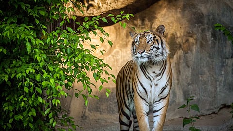 Mahadayi Sanctuary