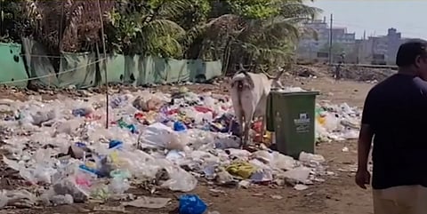 Mapusa