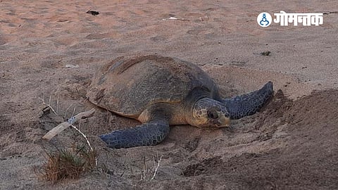 Turtle