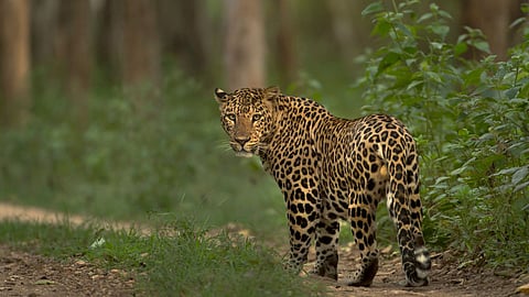 Leopard