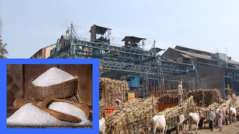Sugar Production 