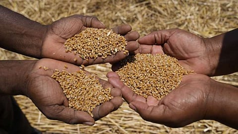 Wheat 