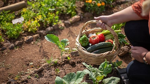 Goa Agriculture
