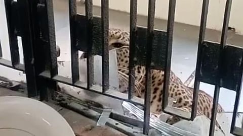 Leopard 