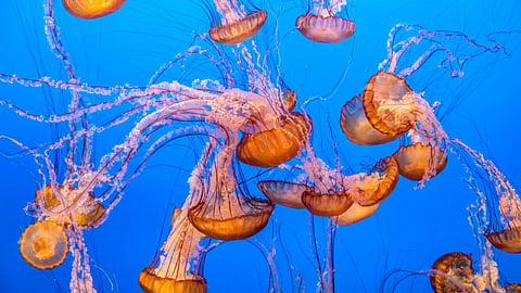 Jelly Fish