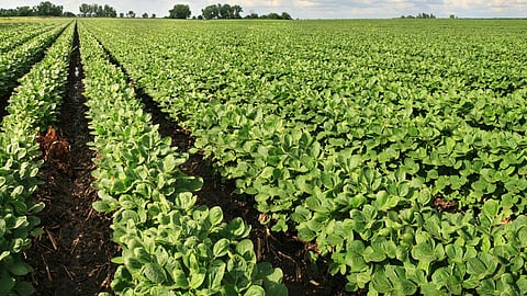 Goa Agriculture