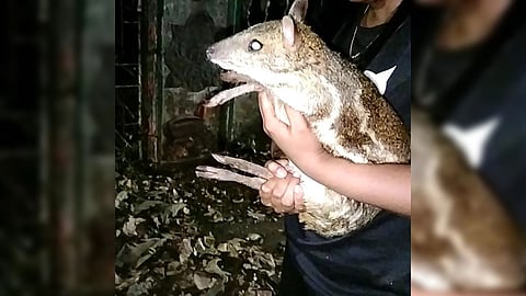 Indian spotted chevrotain or Indian mouse deer (Moshiola indica) injured 