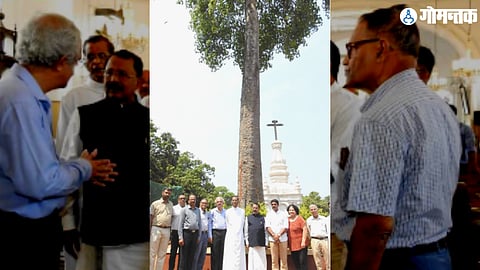 450 Years Old Maddi 
Tree In Goa