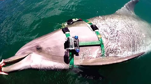 Dolphin 