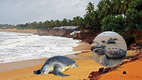 Olive Ridley Turtle