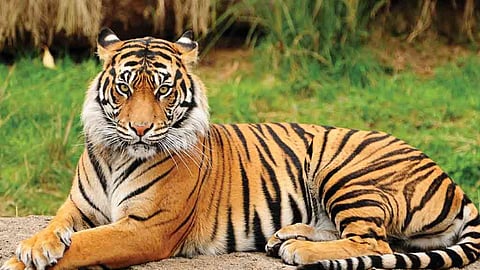 Tiger