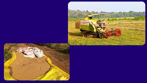 Rice harvesting by machine