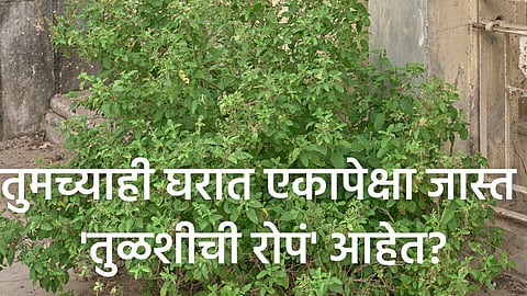 Astrology Tips| Tulasi