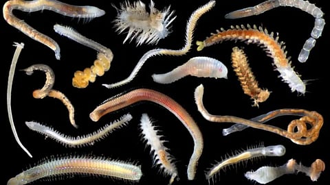 More than 5000 new species have been discovered in an area identified for future DEEP SEA MINING.