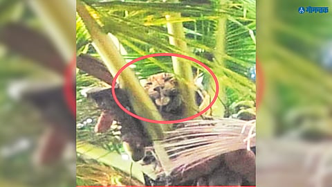 leopard stranded on tall coconut tree at Kuynan Savoi Verem