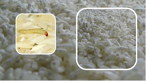 Salcete and Mormugao taluka fungus found  in rice